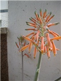 Cvijet aloe